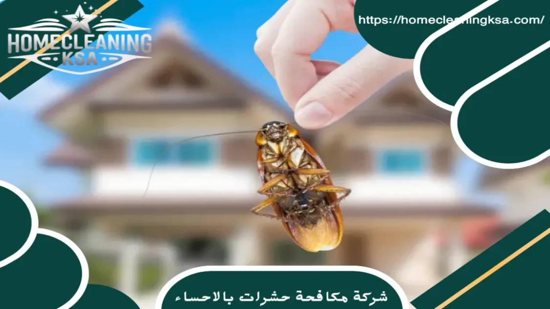 شركة مكافحة حشرات بالاحساء
